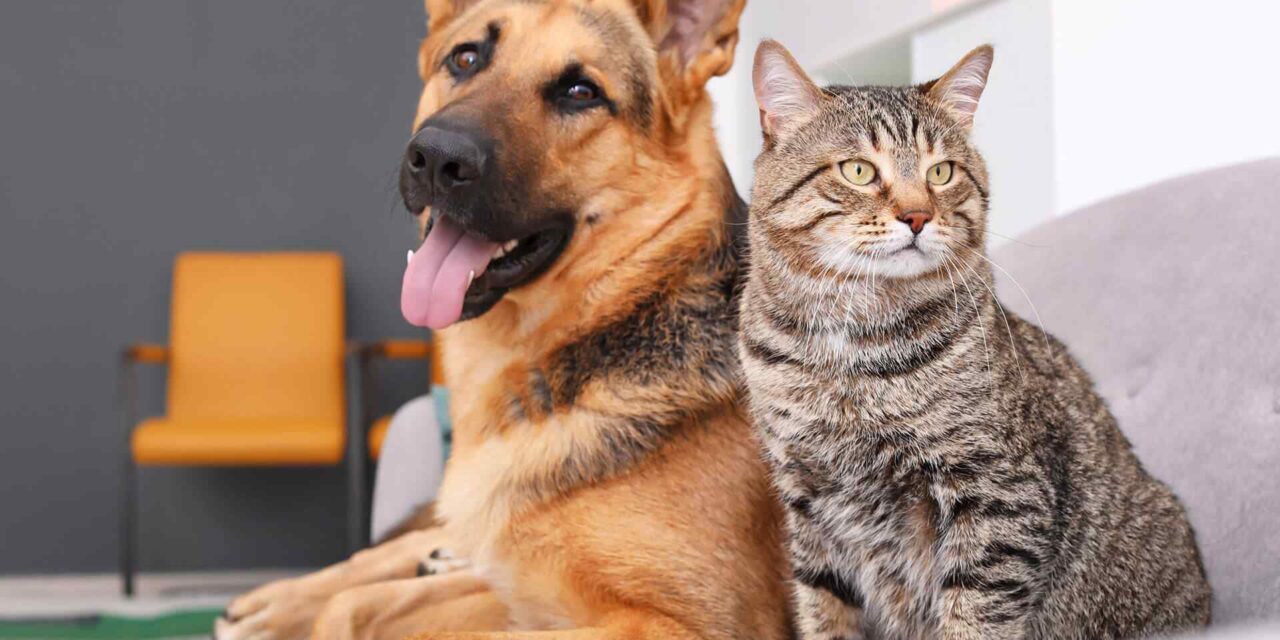 Cat Health – Keeping Them Purr-fect