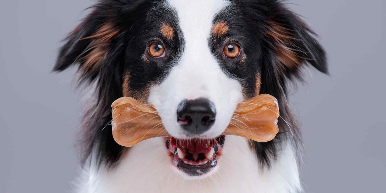 Best Summer Activities for Dog Owners