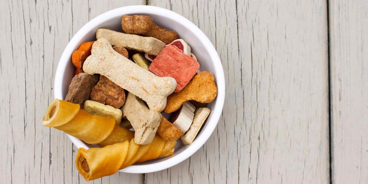 Keeping Your Pet Active Year-Round