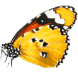 https://waggyhotels.com/wp-content/uploads/2019/08/butterfly.png