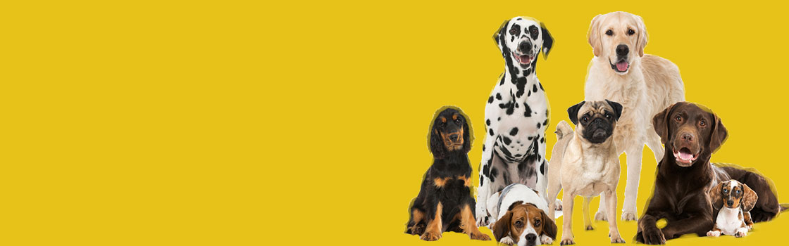 info@bold-themes.com